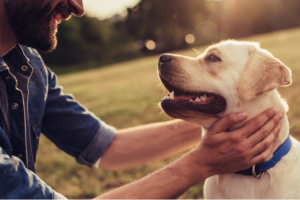 How To Create A Great Relationship With Your Dog