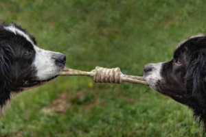 Sibling Rivalry Between Dogs & How to Avoid it.
