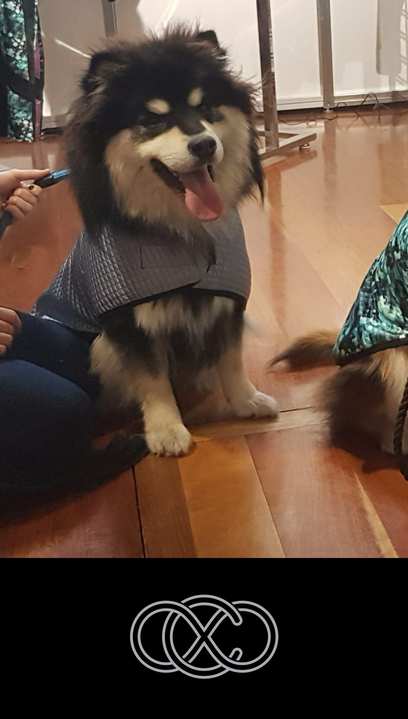 Blue Dog Jacket | Snood Dog Coat in Ice Baby Blue | Fashion & Style