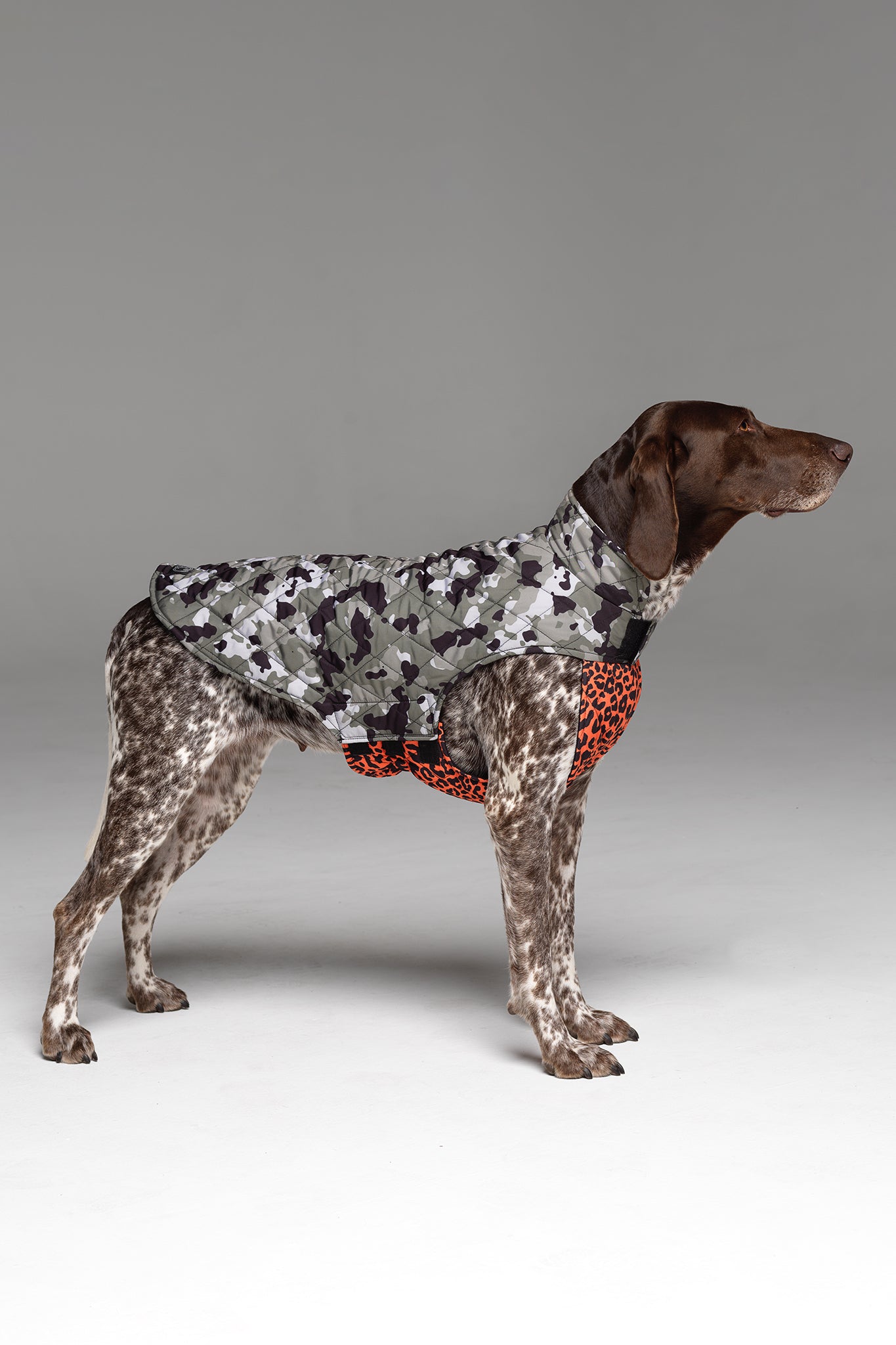 Foxtrot Dog Jacket with velcro at neck and under chest for easy entry and exit.