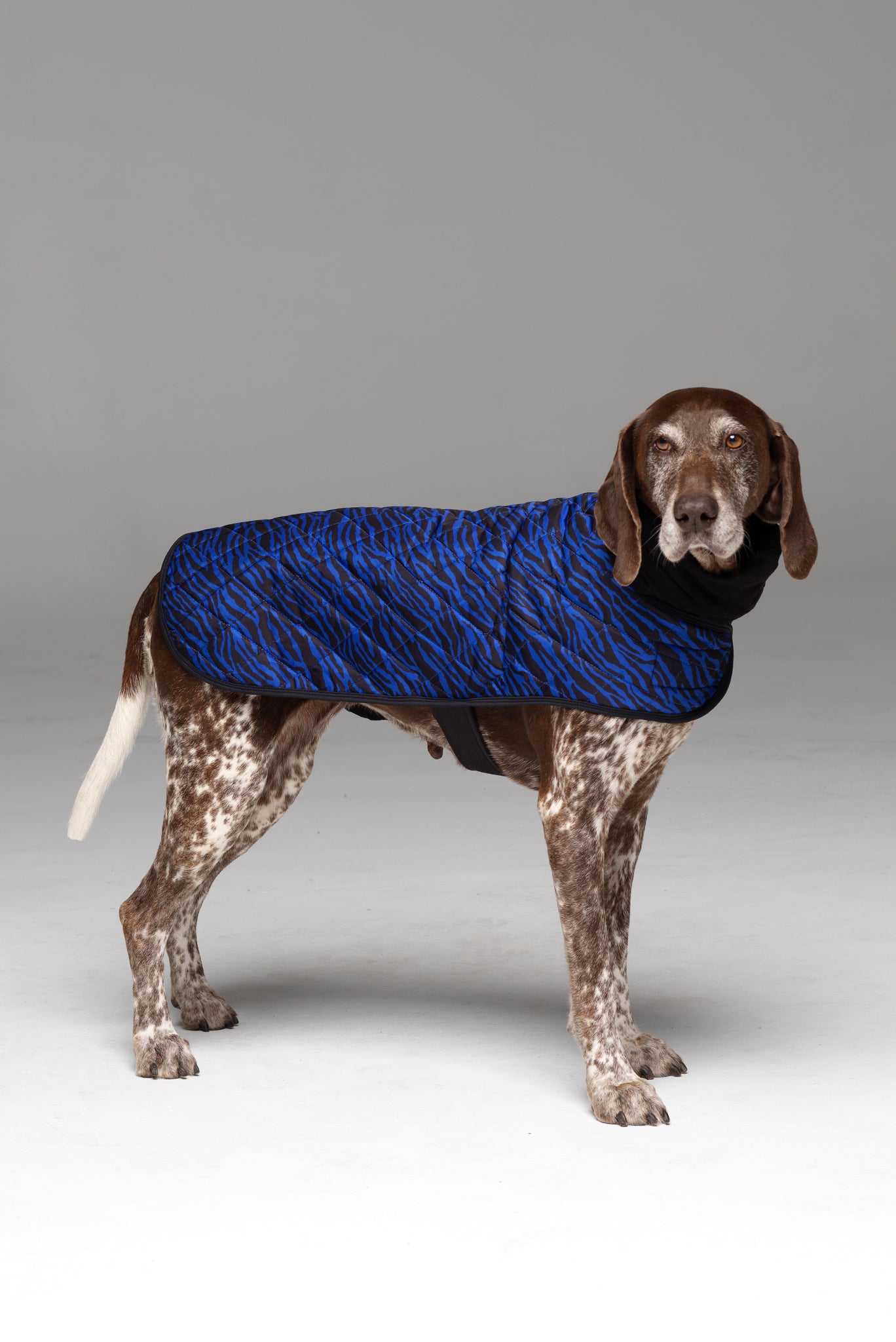 Liberbarkce Dog Coat in Blue Zebra side profile showing snood scarf and strap underneath chest.