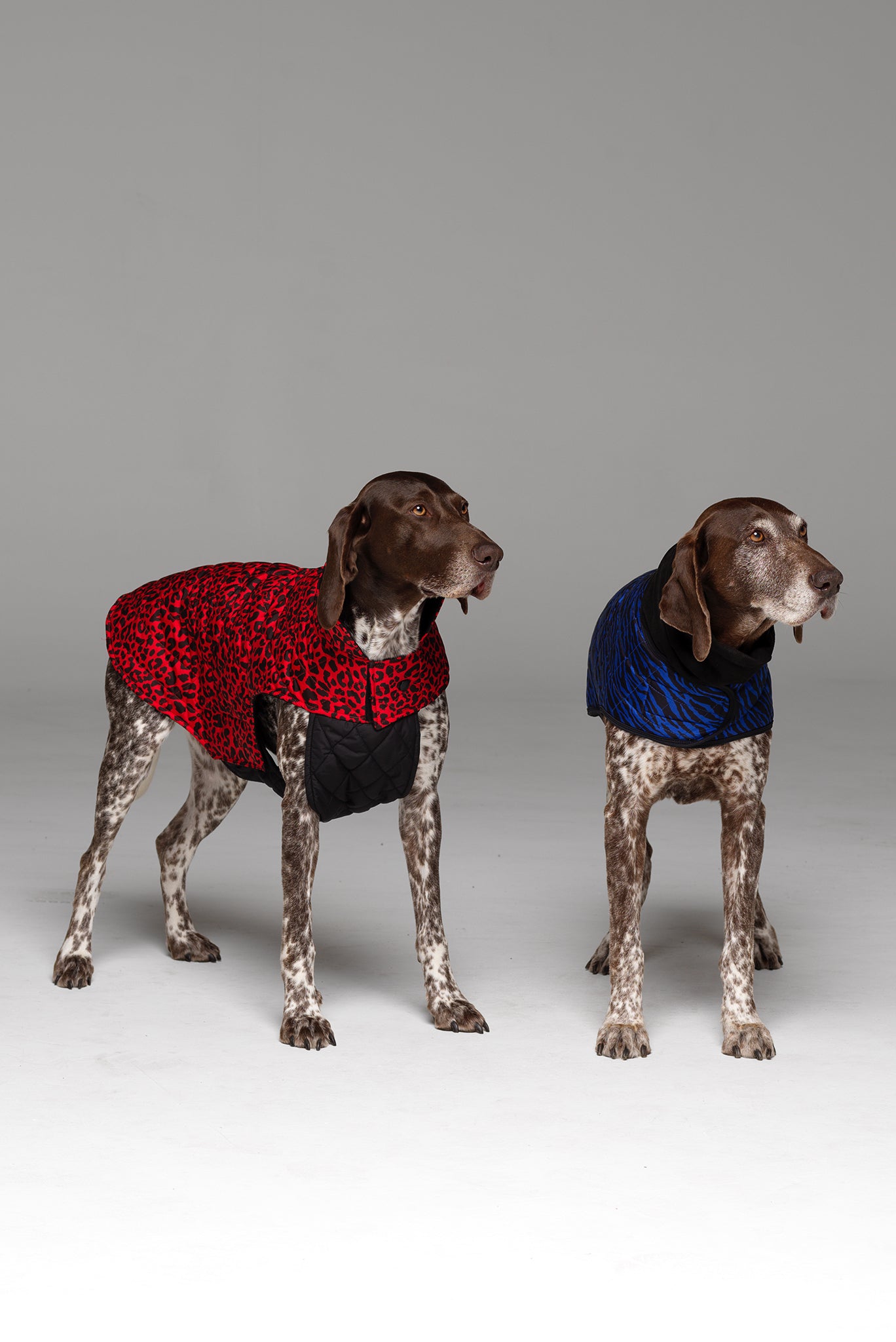 Two dogs in photo. Dog on left hand side wearing the Animal Instinct Dog Jacket in Racy Red.