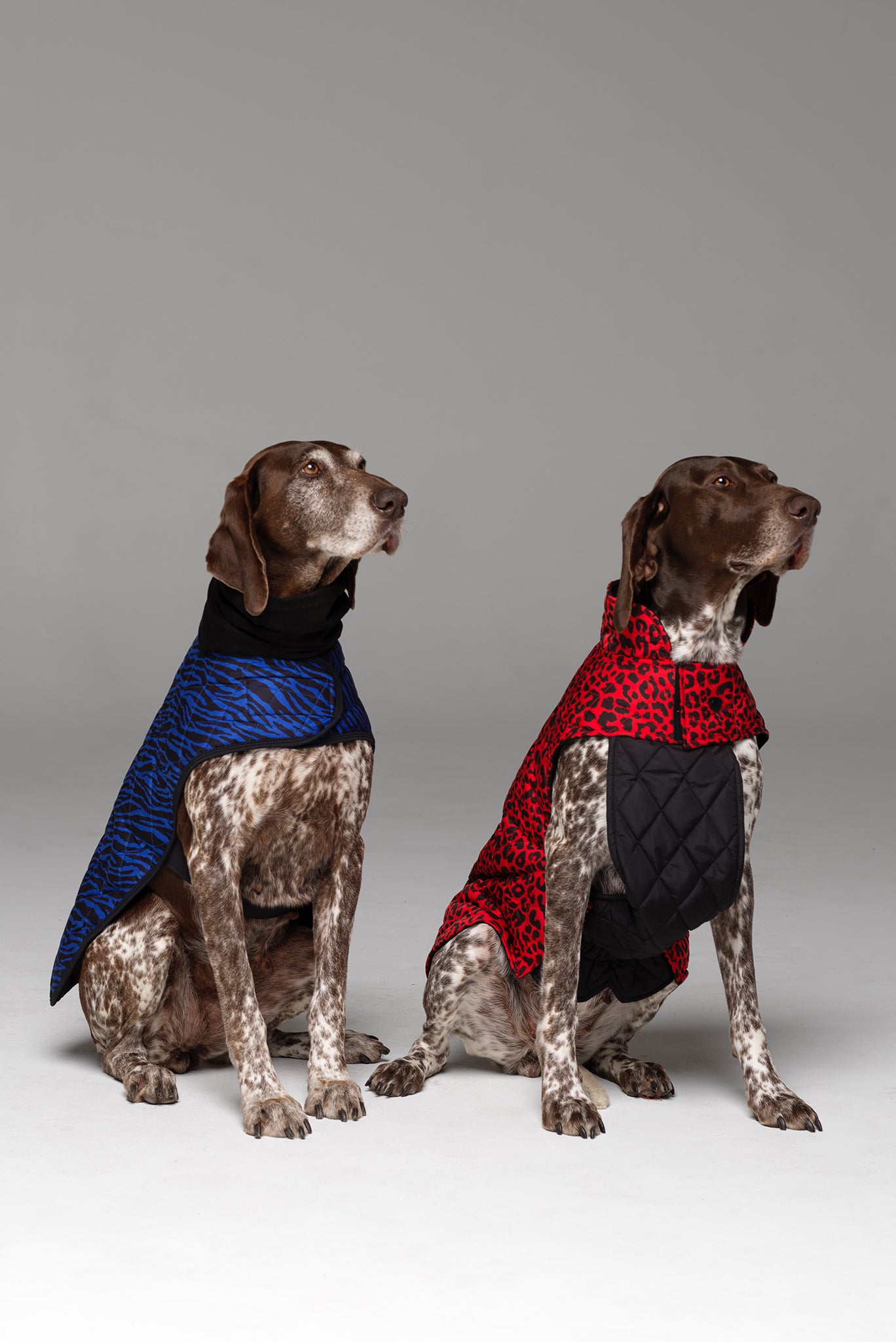 Two Superheros! Dog on left hand side in Liberbarkce Dog Coat in Blue Zebra and dog on right hand side in Animal Instinct Dog Jacket in Racy Red.