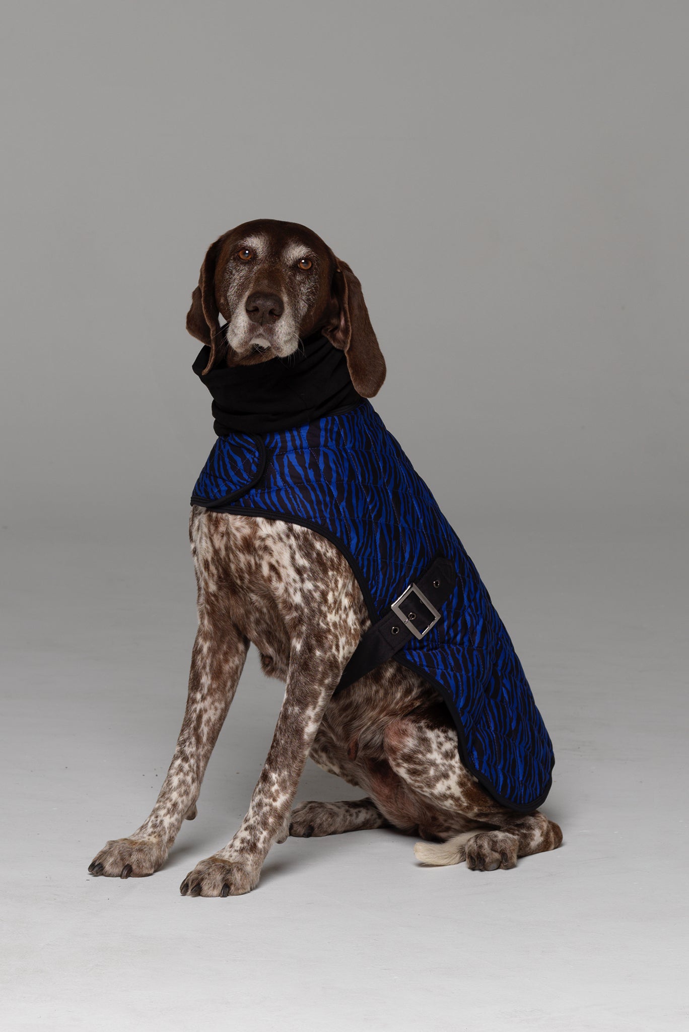 Side profile of Liberbarkce Dog Coat in Blue Zebra showing black strap with silver buckle that secures under chest. Snood scarf included.