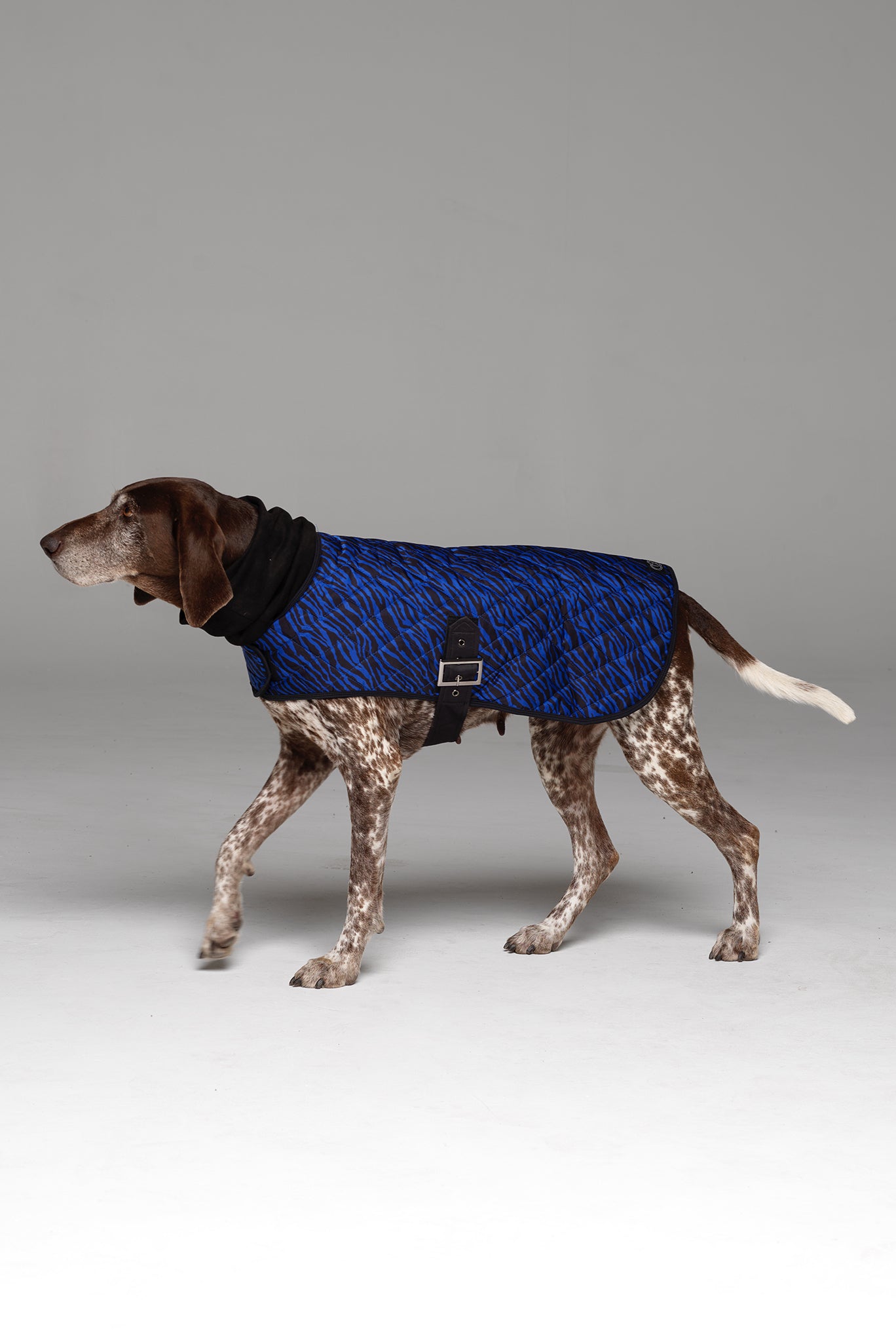 Side profile of Liberbarkce Dog Coat in Blue Zebra showing buckle closure and length of jacket which extends to the tail.