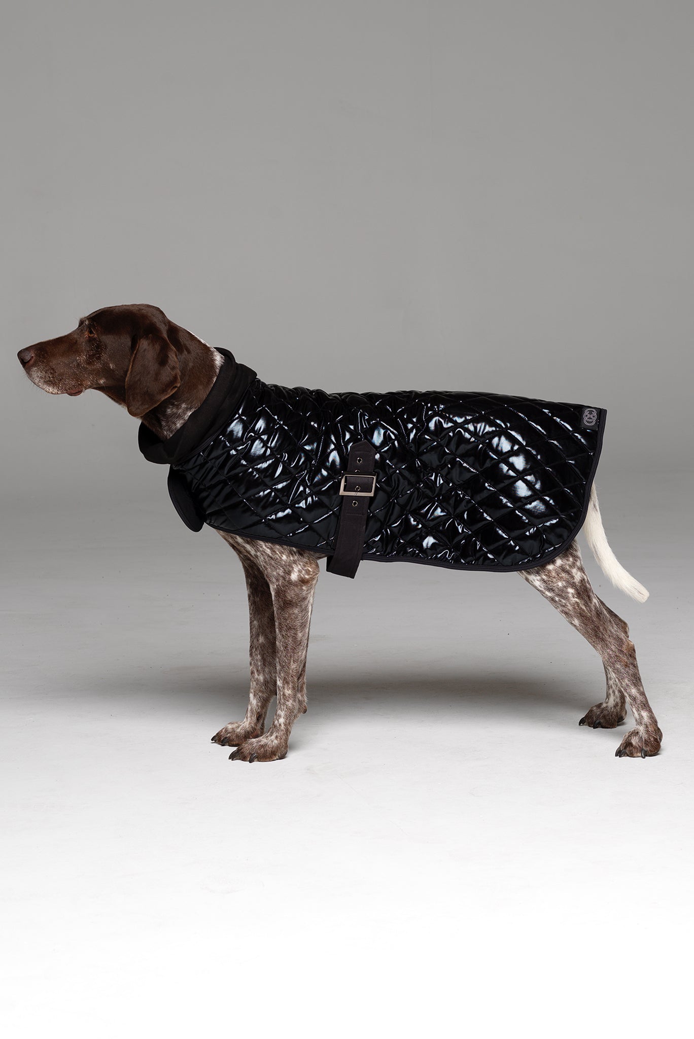 Alpha Dog Coat side profile showing buckle under belly and snood scarf.