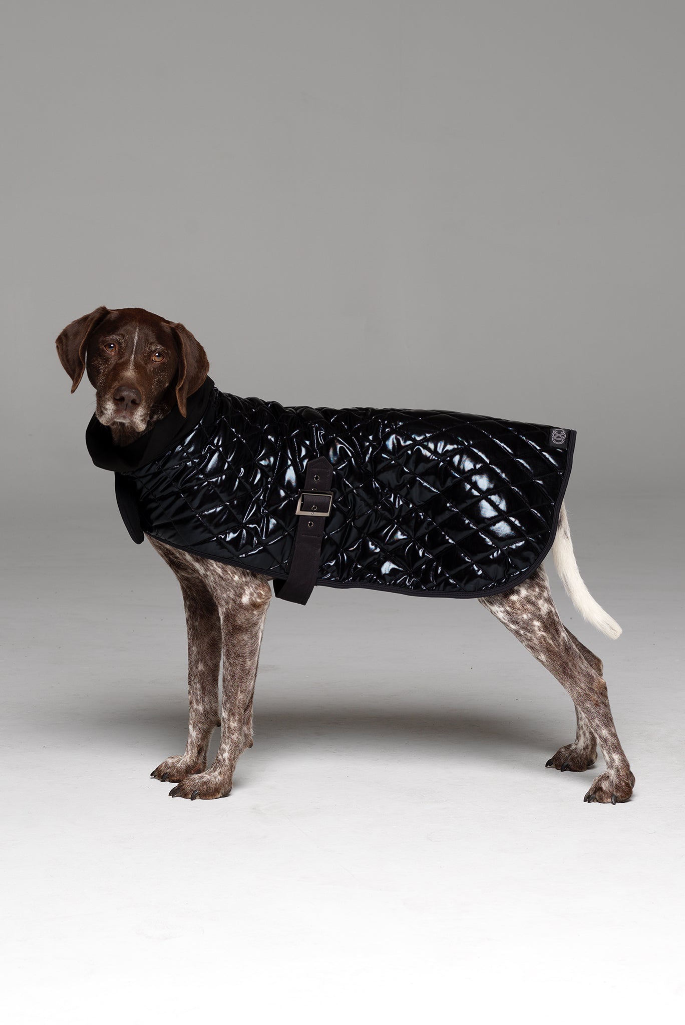 Alpha Dog Coat side of coat showing buckle under belly